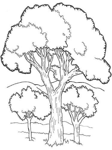 Vẽ cây xanh không phải là điều quá khó khăn đối với những người có đam mê với hội họa. Hãy khám phá cách vẽ cây trong một style khác nhau, từ cách vẽ tuyết lily, cây dừa đến cây đường và cây lô hội. Hình ảnh sẽ cho bạn thấy nét độc đáo và sự sáng tạo của từng loại cây.