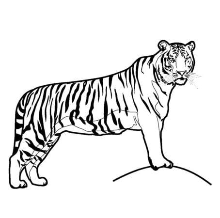 Mẫu tranh tô màu con hổ hung tợn dành cho bé tập tô