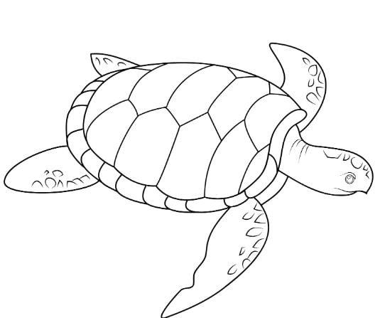 Mẫu tranh tô màu hình cụ rùa dành cho bé