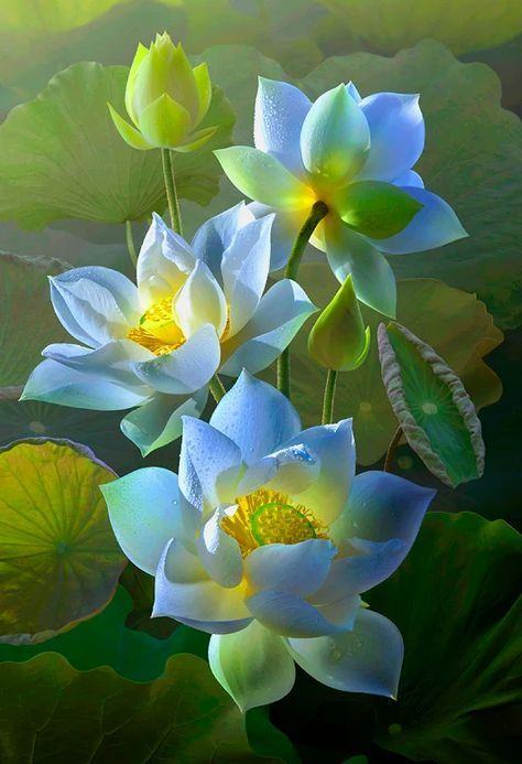Lotus ist die Blume des Adels und der Energie