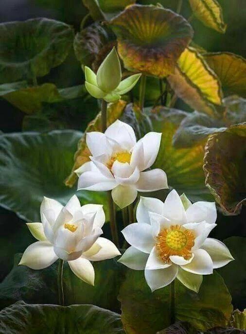 Tổng hợp hình ảnh hoa sen trắng đẹp