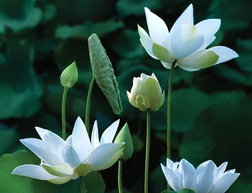 Hình ảnh hoa sen trắng đẹp