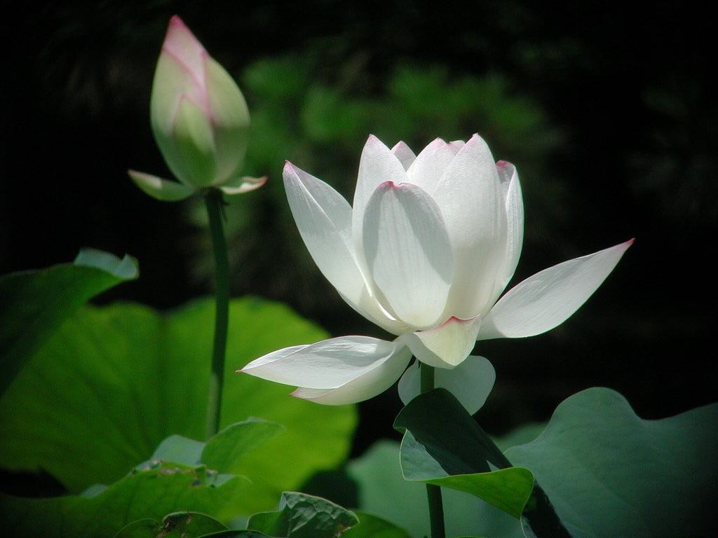 Hình ảnh hoa sen trắng đẹp nhất