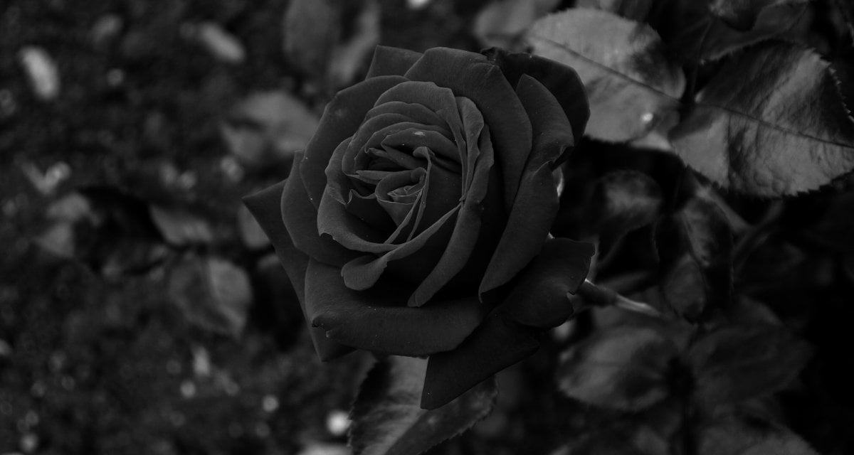 Hình ảnh Hoa hồng đen - ý nghĩa Bông hoa hồng đen