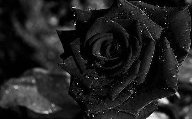 Hình ảnh Hoa hồng đen - Bông hoa hồng đen đẹp