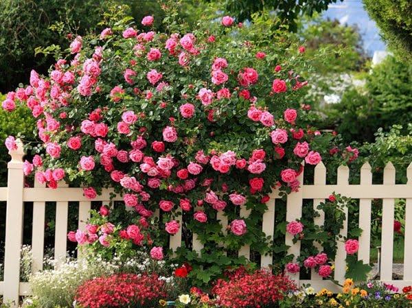 Hình ảnh hoa hông leo hồng nhạt đẹp ở hàng rào