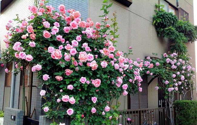 Hình ảnh hoa hông leo đẹp trồng trước nhà