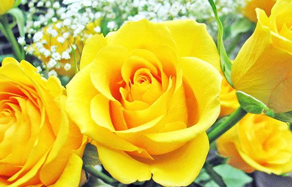 Hình ảnh Hoa hồng vàng - Bông hồng vàng đẹp nhất