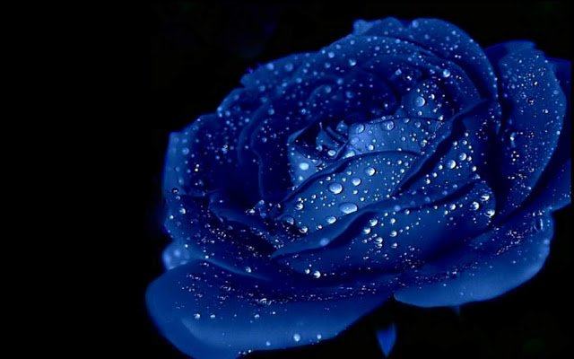 Hình ảnh Hoa hồng xanh - Bông hoa hồng xanh đẹp nhất