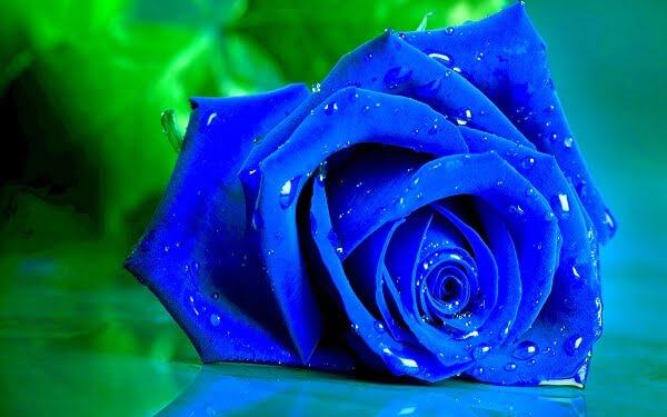 Hình ảnh Hoa hồng xanh - Cành Hoa hồng xanh đẹp nhất