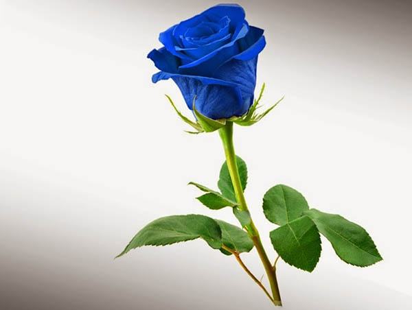 Hình ảnh Hoa hồng xanh - Cành Hoa hồng xanh đẹp