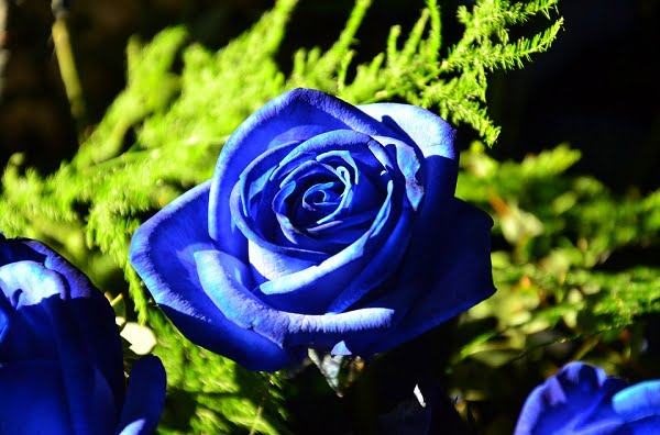 Hình ảnh Hoa hồng xanh - Hoa hồng xanh đẹp