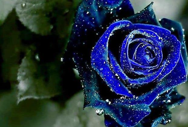 Hình nền hoa hồng xanh đẹp nhất 2019