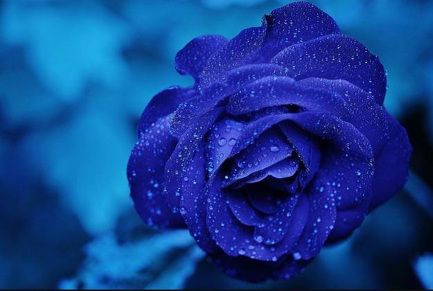 Hình nền hoa hồng xanh đẹp nhất