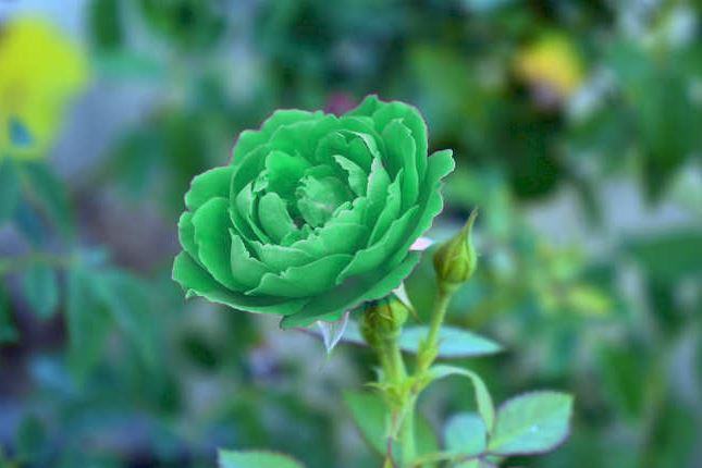 Hình ảnh hoa hồng xanh lá độc nghệ thuật