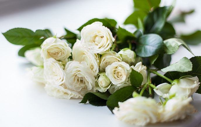 hình ảnh hoa hồng trắng đẹp