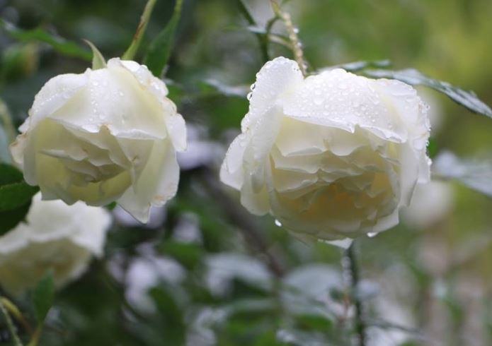 hình nền hoa hồng trắng đẹp ý nghĩa