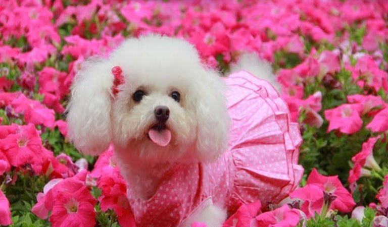 Hình ảnh chú cún con vô cùng dễ thương đang chơi đùa với hoa lá