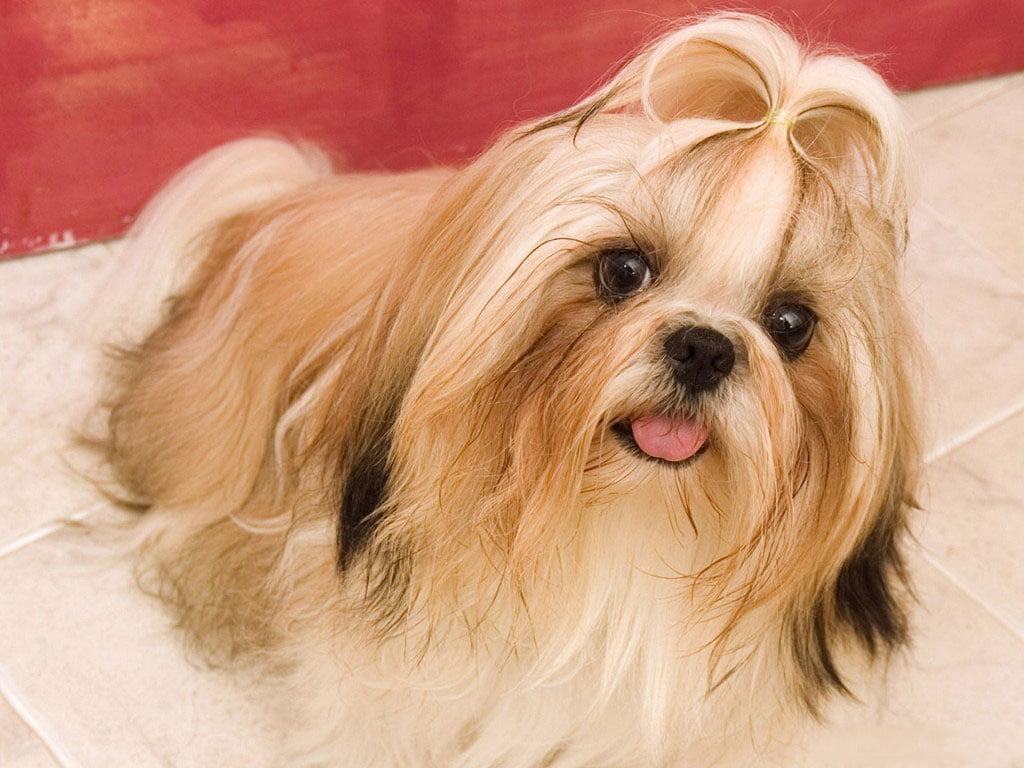 Hình ảnh chú cún con với bộ lông dài dễ thương và đáng yêu