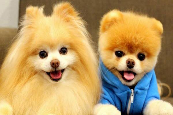 Hình ảnh của hai chú cún trông thật đáng yêu