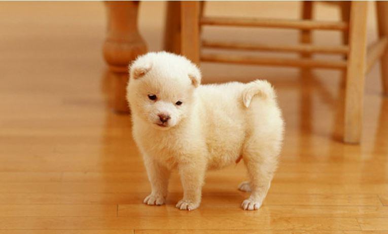 400000 ảnh đẹp nhất về Con Chó Dễ Thương Tải xuống miễn phí 100 Ảnh có sẵn của Pexels