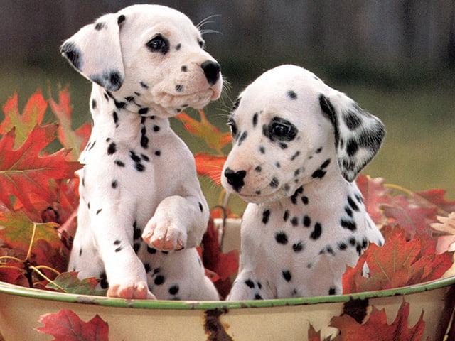 Hình ảnh hai chú chó đốm thật dễ thương