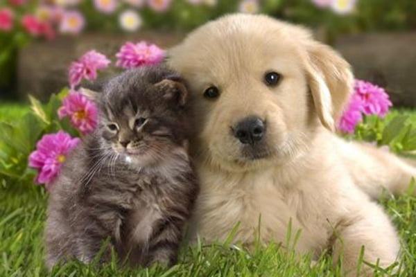Hình ảnh đẹp tình bạn giữa chó và mèo