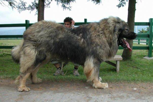 Hình ảnh dễ thương của chú chó khổng lồ