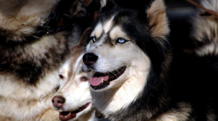 Hình ảnh đẹp và đáng yêu của những chú chó Alaska