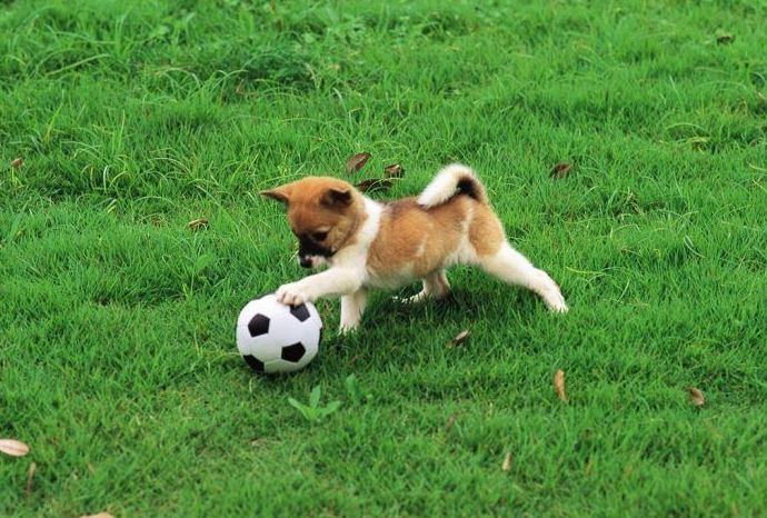 Hình ảnh đáng yêu của chú chó con đang chơi đùa với quả bóng