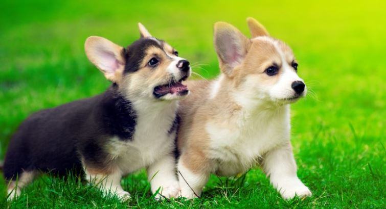 Hình ảnh những chú cún xinh xắn và đáng yêu