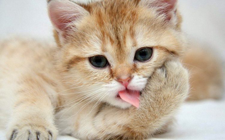 Tổng hợp 50 Hình ảnh mèo con dễ thương và cute nhất