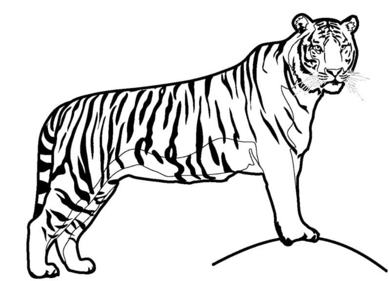 Ý nghĩa hình xăm con hổ  Hoạt động VietBeauty Academy