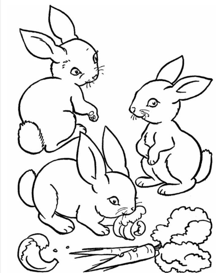 Hình Vẽ Thỏ Ngộ Nghĩnh  Tô Màu Vẽ Con Thỏ Ngộ Nghĩnh Đáng Yêu