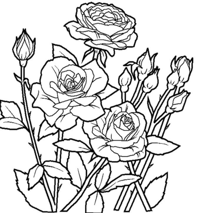 Hình vẽ hoa hồng đơn giản nhất chỉ bằng 2 cách cách vẽ hoa hồng đơn giản nhưng thu hút 2023