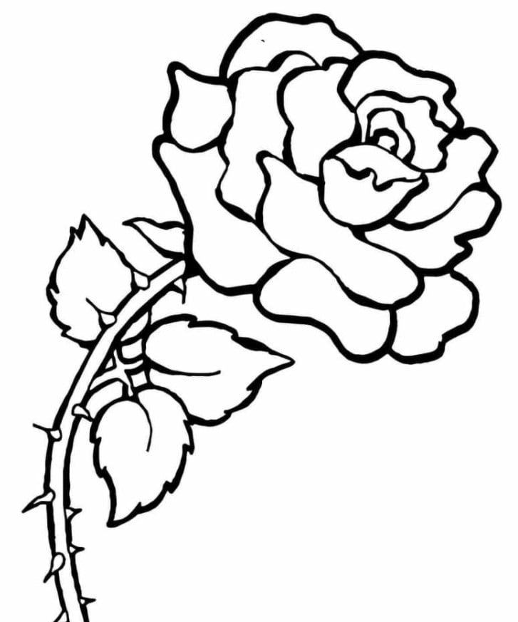 Tổng hợp với hơn 54 về tô màu hoa hồng mới nhất  trieuson5