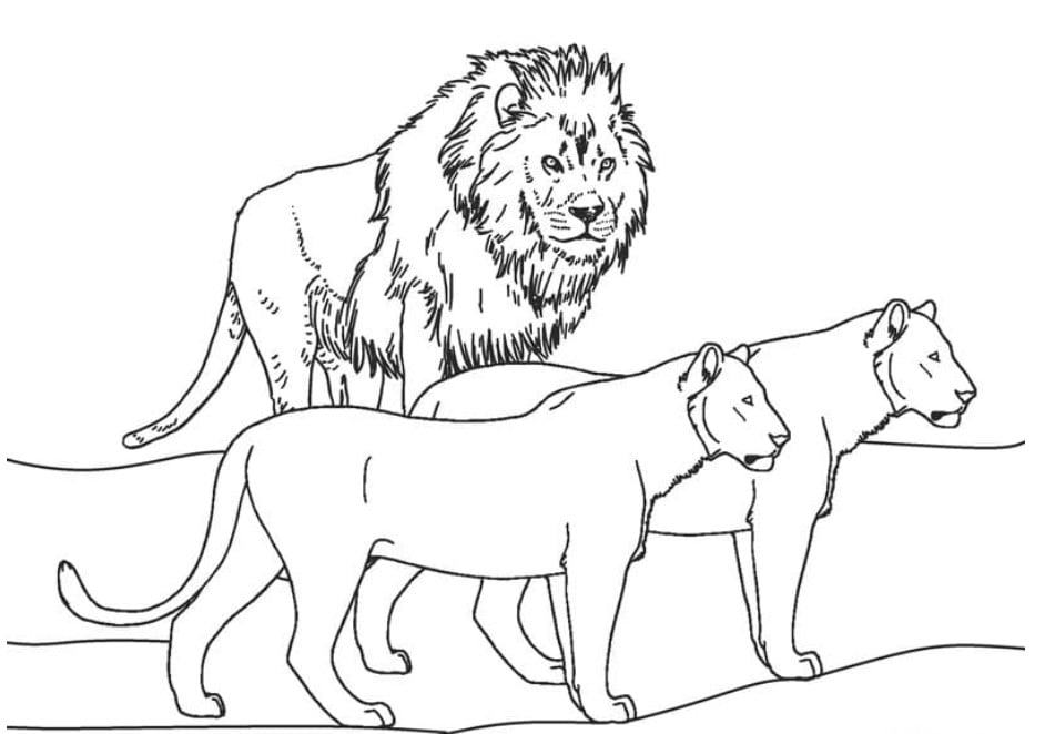 46 Tranh tô màu con sư tử đẹp dũng mãnh nhất cho bé tập tô
